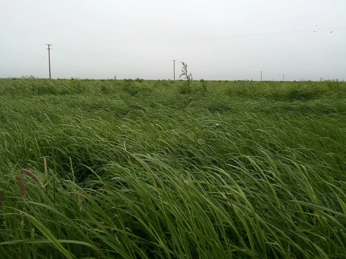 SILAGE GROUND - Image 2