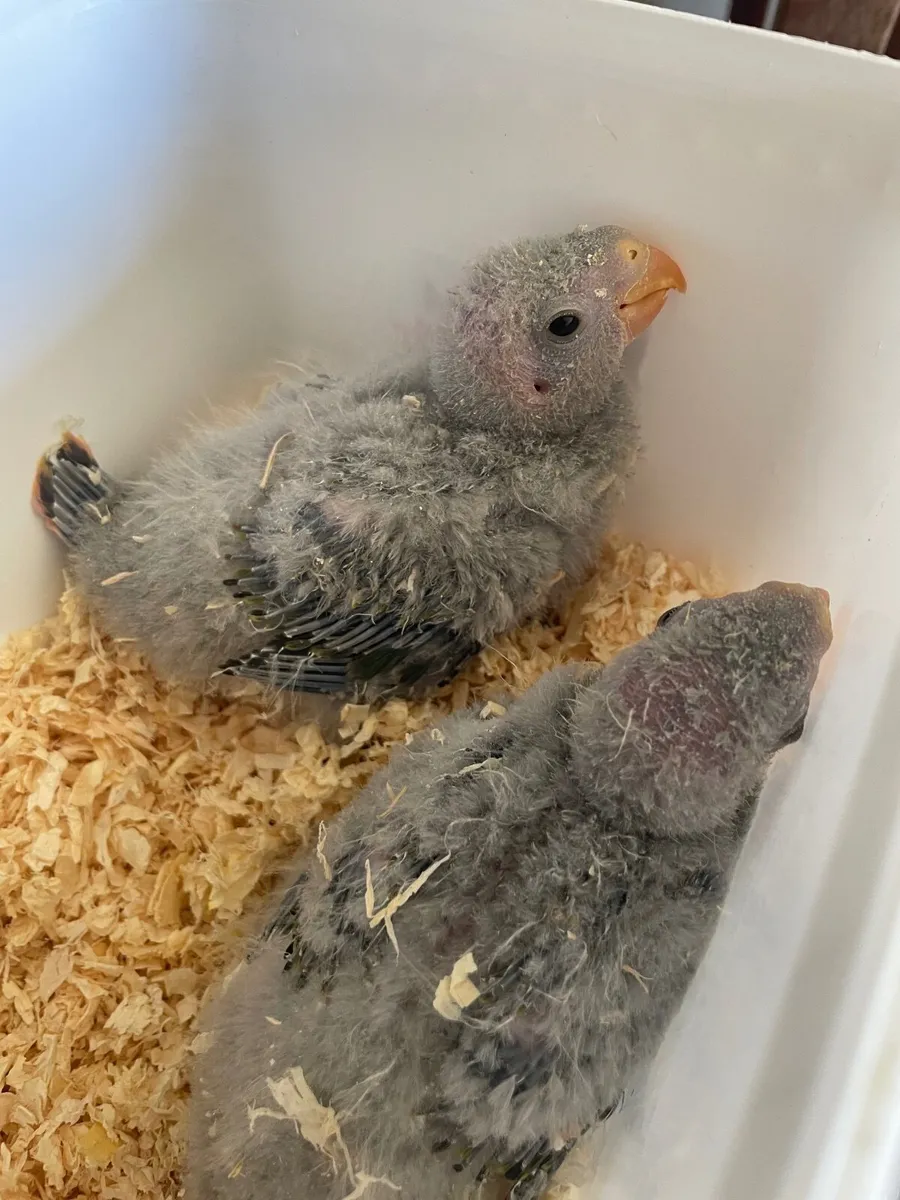 Selection of Hand reared birds - Image 2