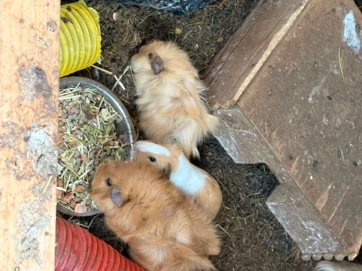 Kittens - Image 2