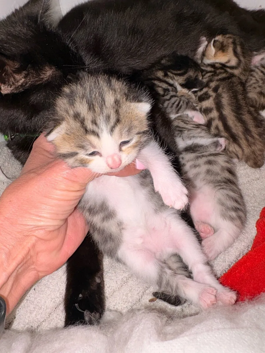 Kittens - Image 1