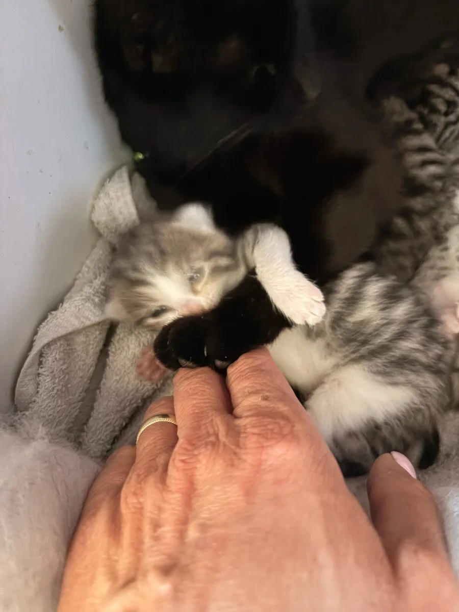 Kittens - Image 4