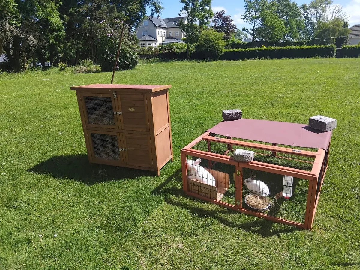 Rabbits and Hutch with Cage - Image 4