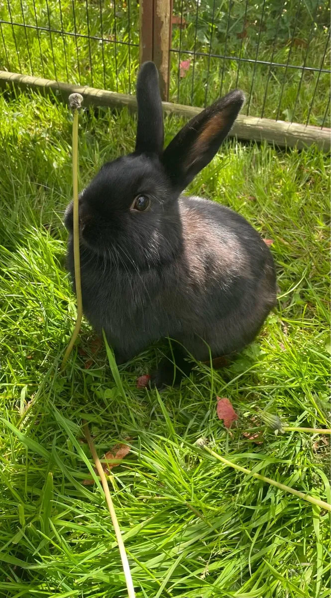 Rabbits - Image 1