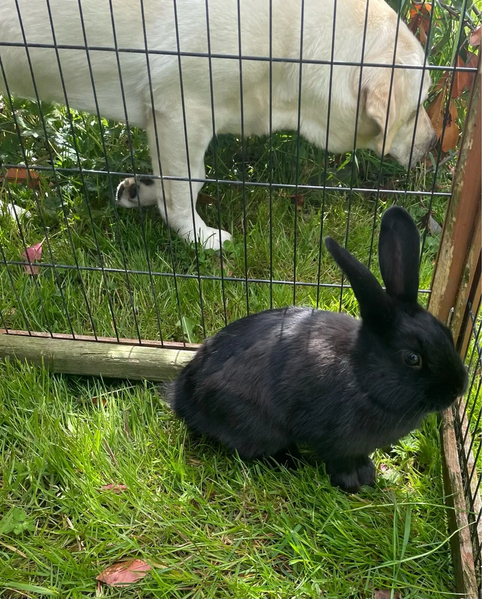 Rabbits - Image 2