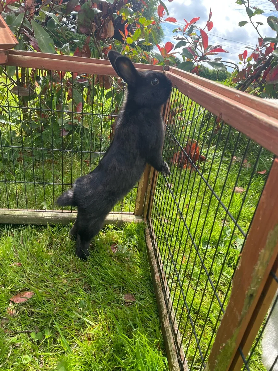 Rabbits - Image 3