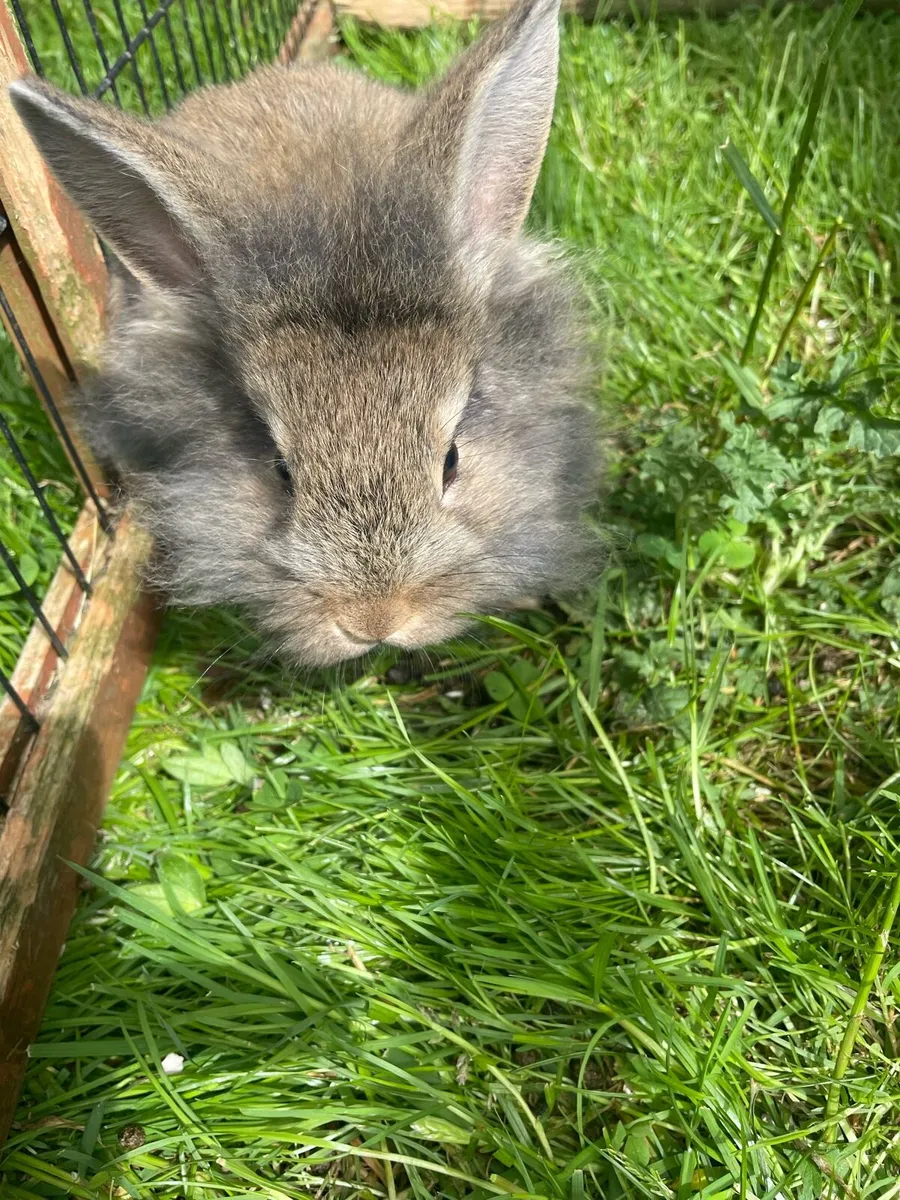 Rabbits - Image 4