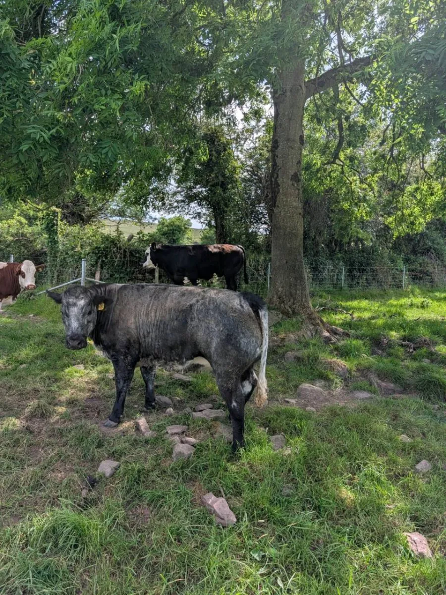 Belgian Blue Heifers & bullocks - Image 4