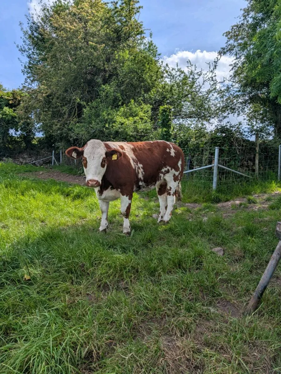 Belgian Blue Heifers & bullocks - Image 1