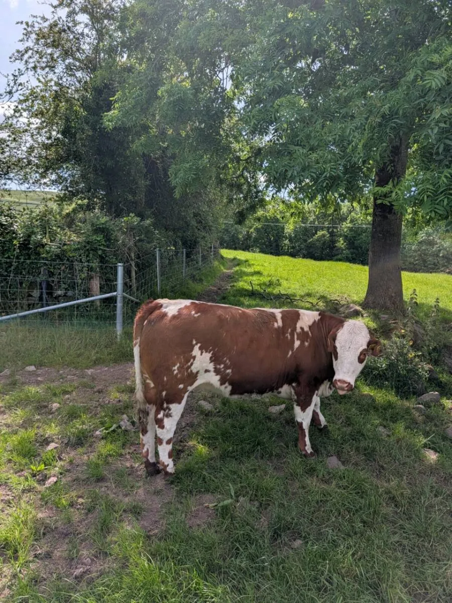 Belgian Blue Heifers & bullocks - Image 2