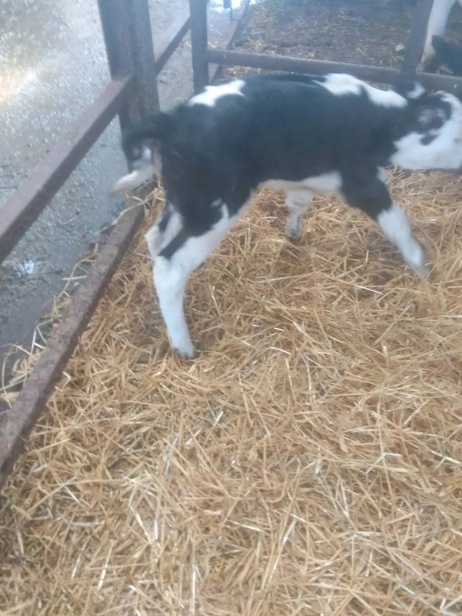 Calf - Image 1