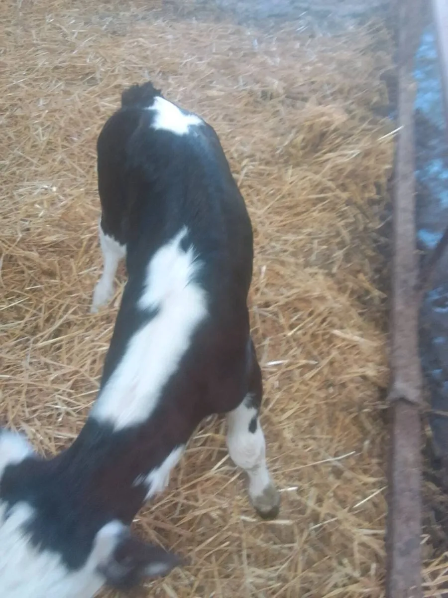 Calf - Image 2