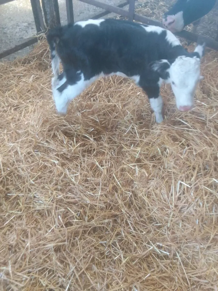 Calf - Image 3