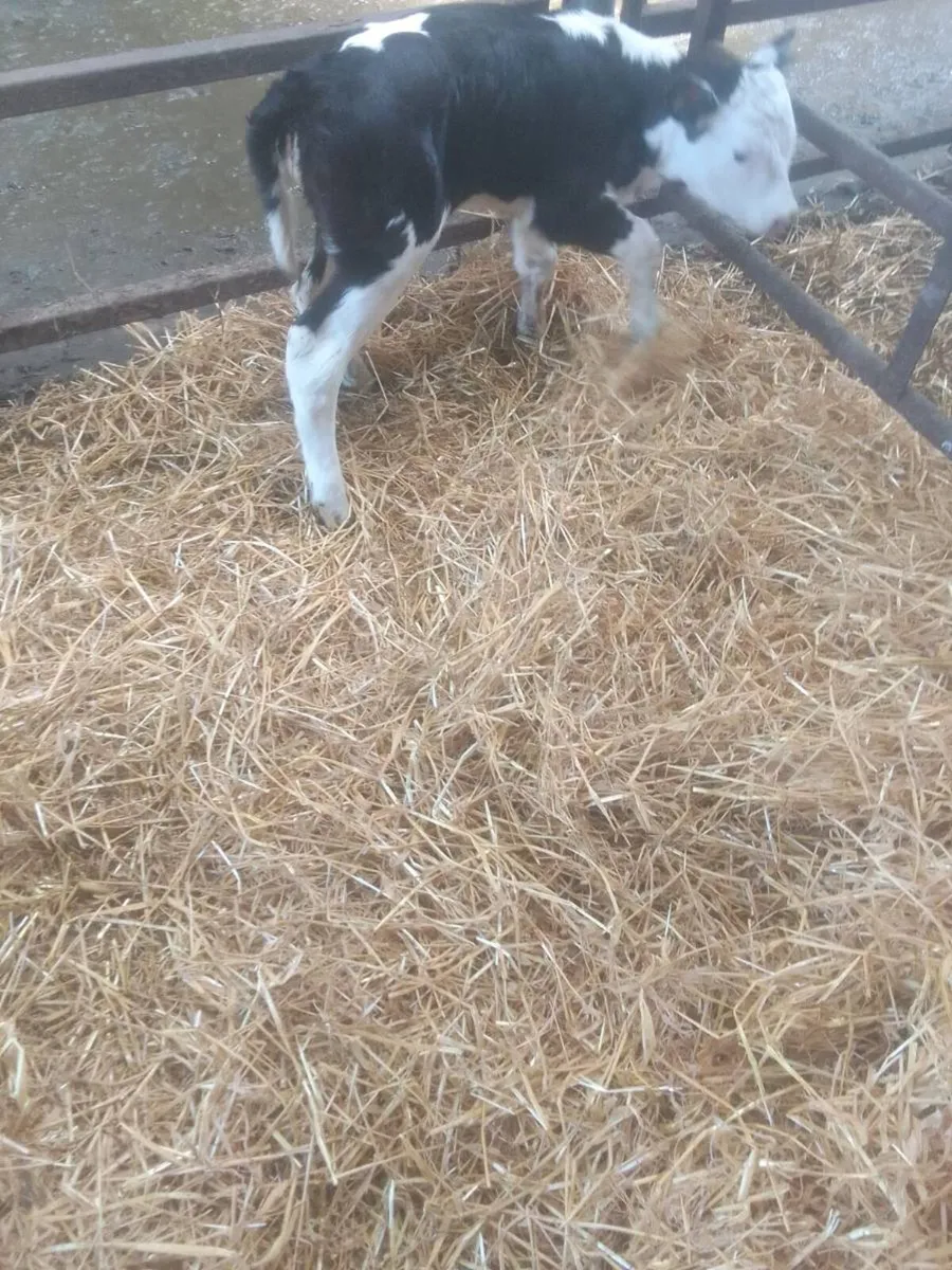 Calf - Image 4