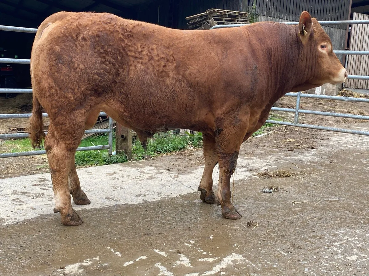 5 star Limousin bull - Image 1