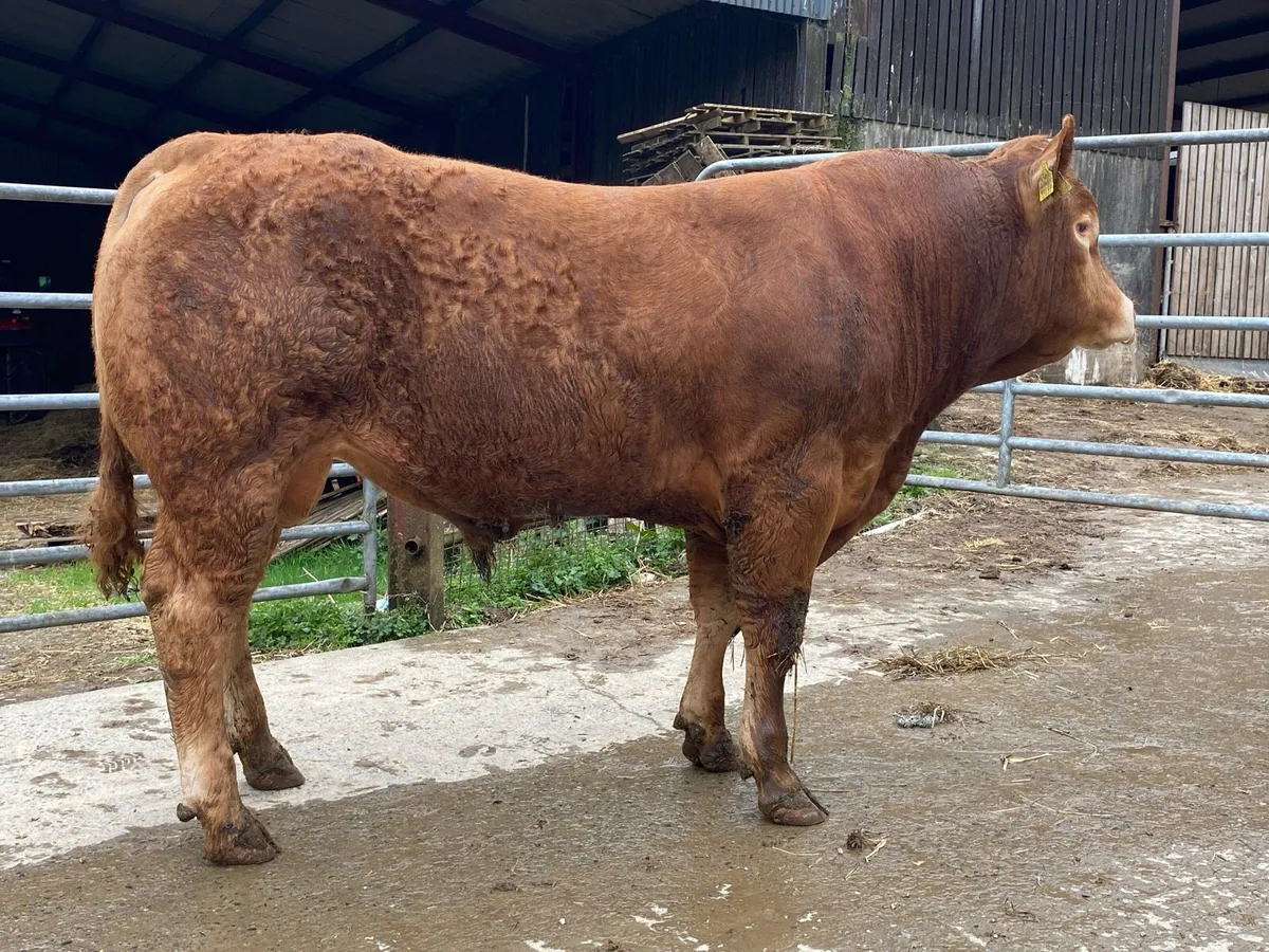5 star Limousin bull - Image 2