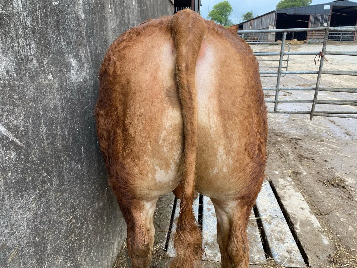 5 star Limousin bull - Image 3