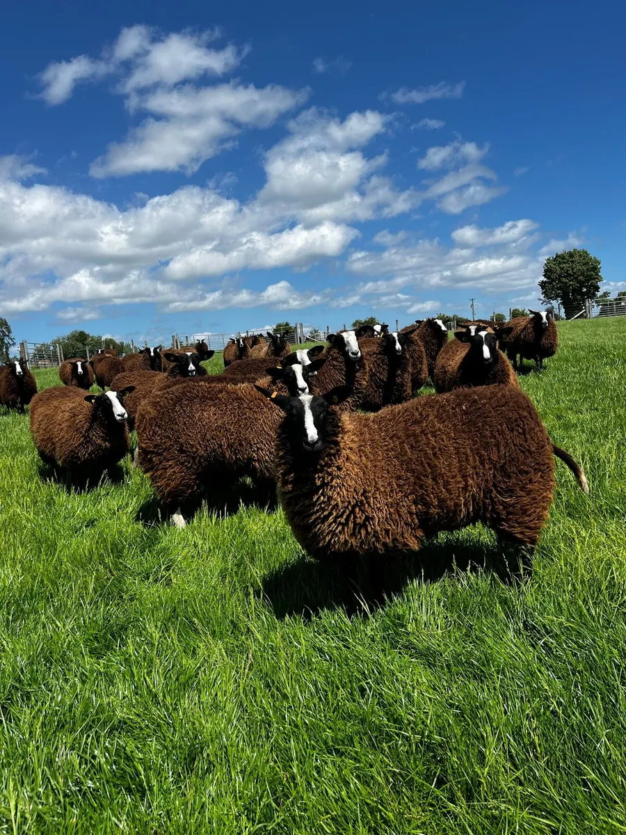 20 Pedigree Non Registered Zwartble Ewe Hoggets - Image 1
