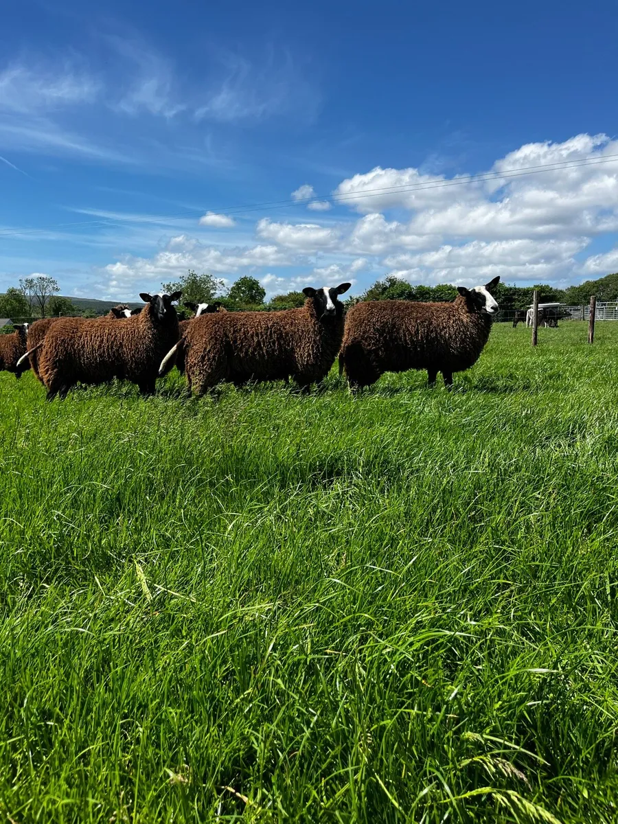 20 Pedigree Non Registered Zwartble Ewe Hoggets - Image 2
