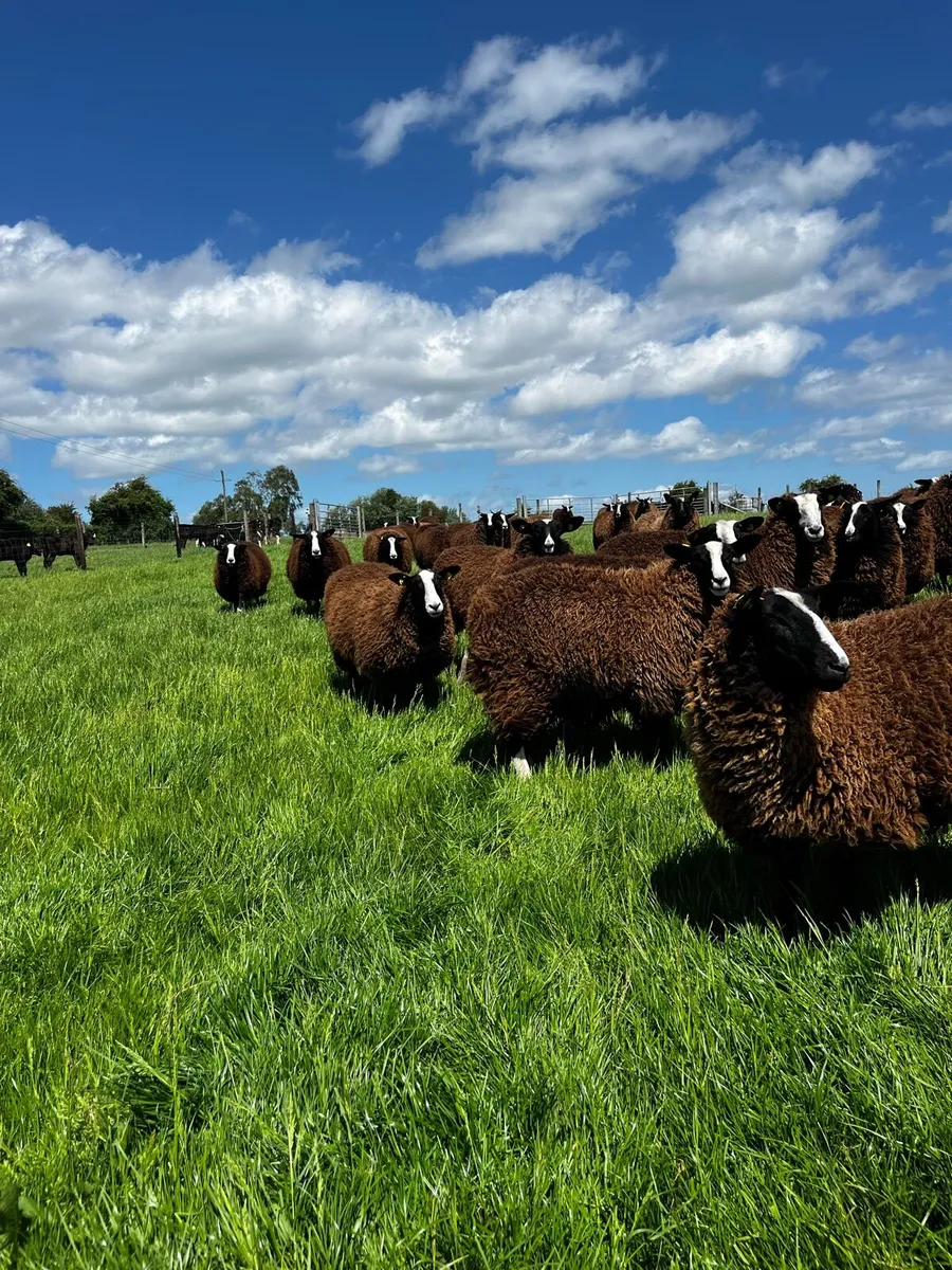 20 Pedigree Non Registered Zwartble Ewe Hoggets - Image 4