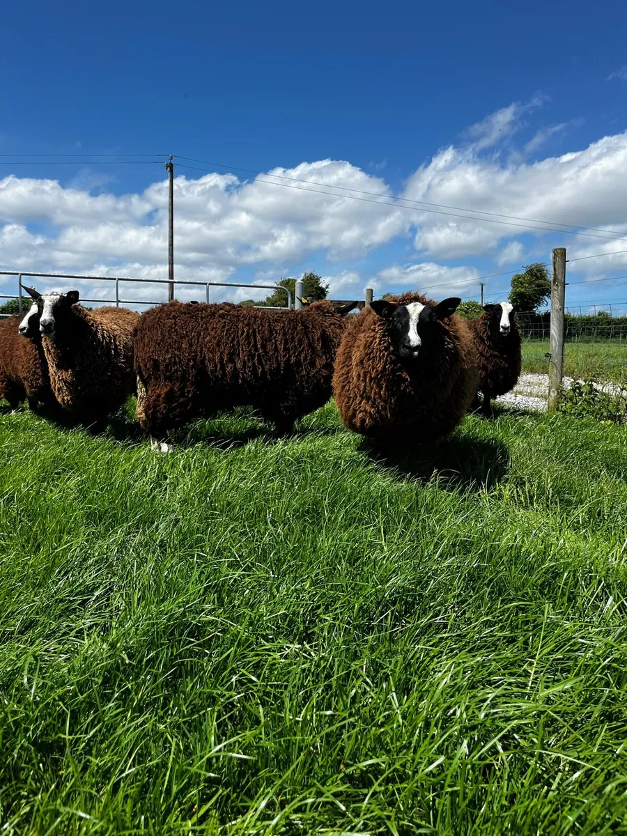 20 Pedigree Non Registered Zwartble Ewe Hoggets - Image 3