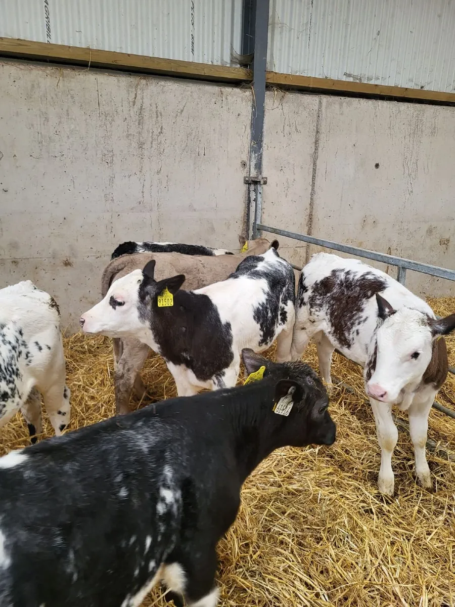67 Reared Calves- Bandon Mart Mon. 1st June - Image 1