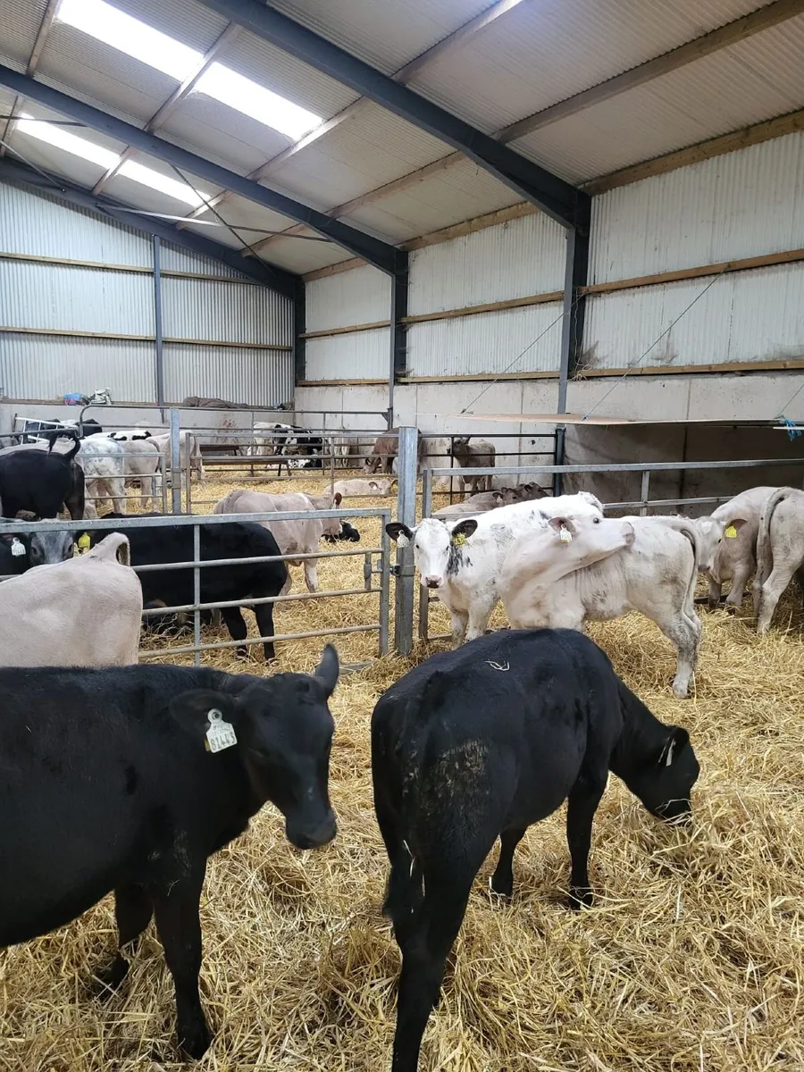 67 Reared Calves- Bandon Mart Mon. 1st June - Image 2