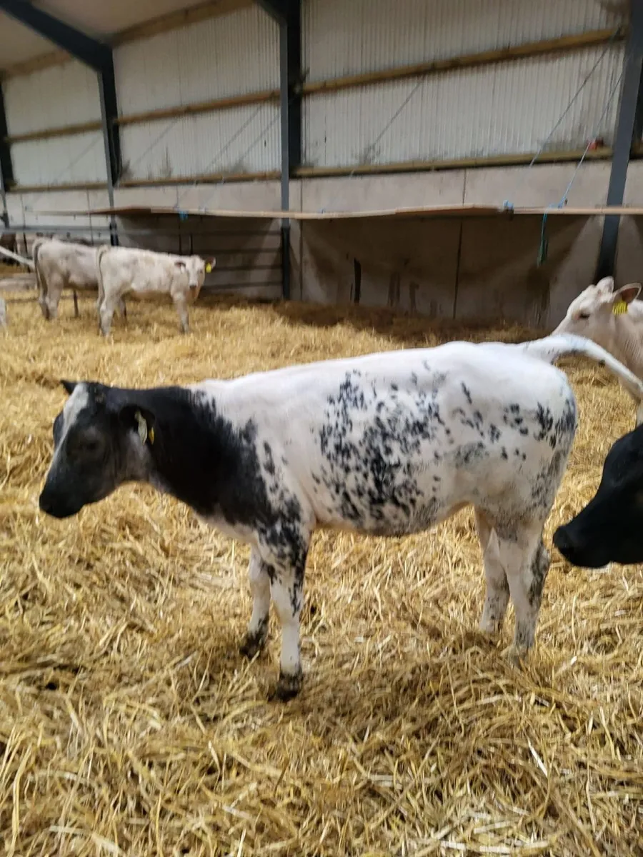 67 Reared Calves- Bandon Mart Mon. 1st June - Image 3