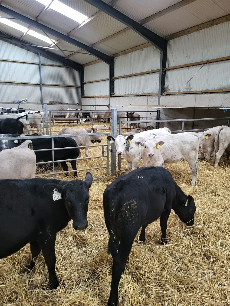 67 Reared Calves- Bandon Mart Mon. 1st June - Image 4