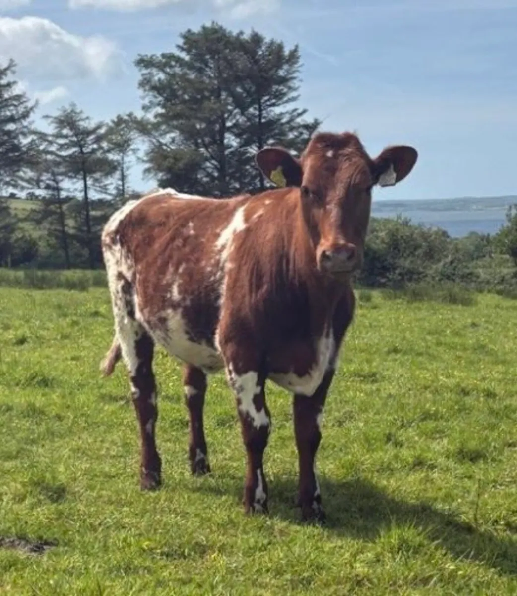 SHORTHORN HEIFER - Image 3