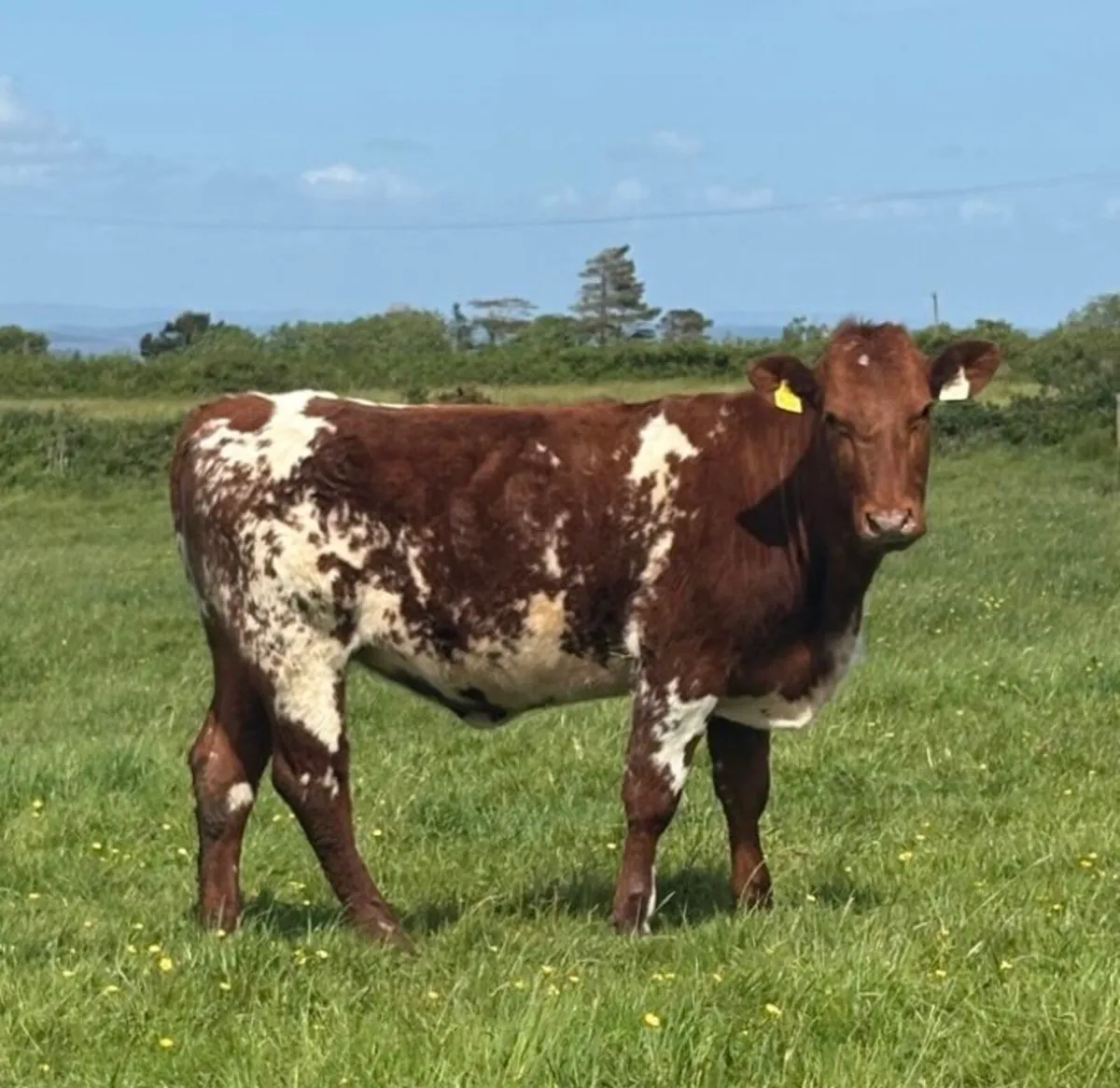 SHORTHORN HEIFER - Image 1