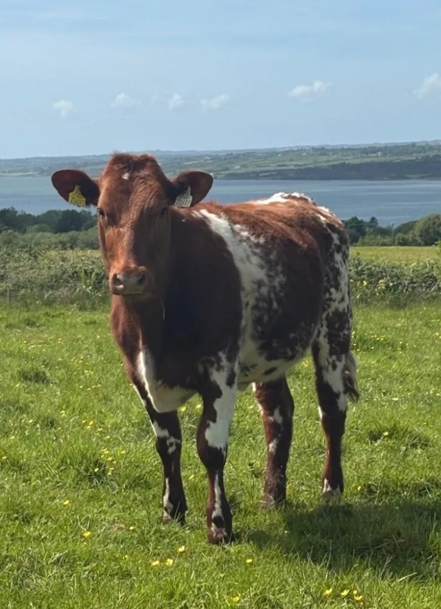 SHORTHORN HEIFER - Image 2