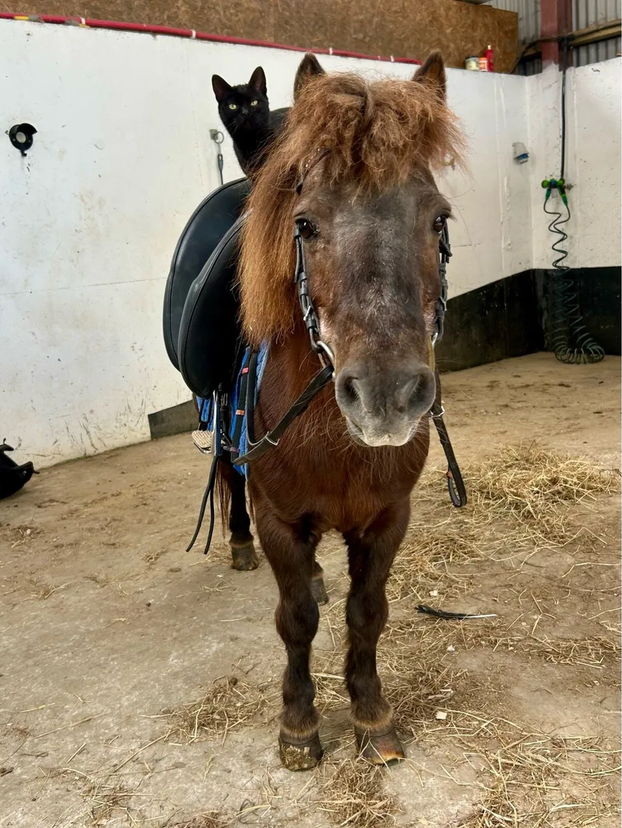 Perfect family pony - Image 1