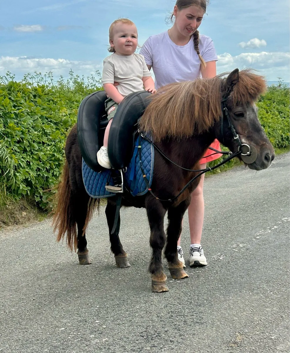 Perfect family pony - Image 3