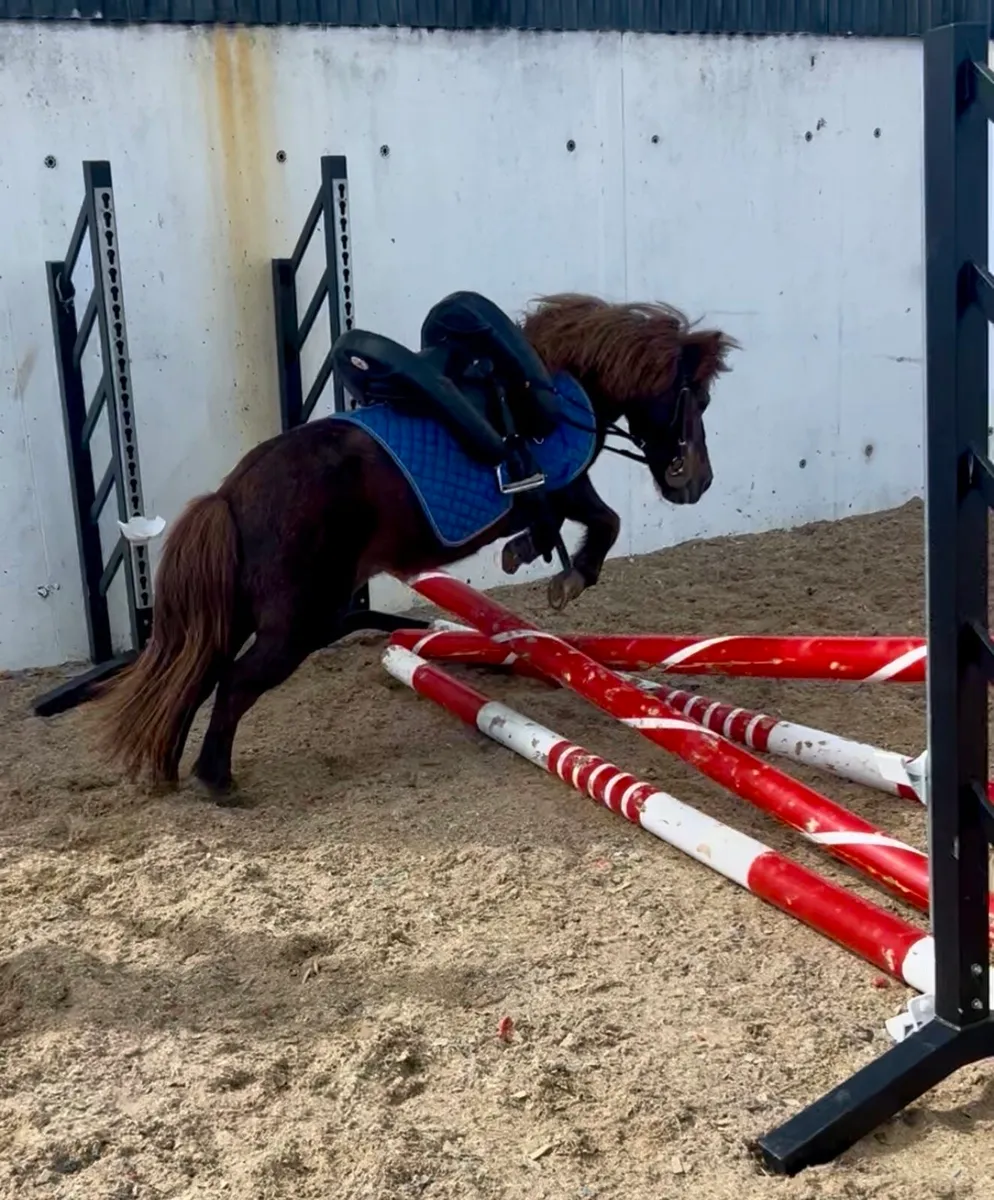 Perfect family pony - Image 4