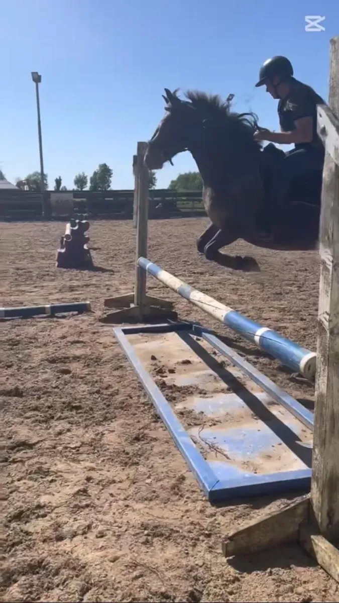Genuine loving 14.1 pony Lulu🌟 - Image 1