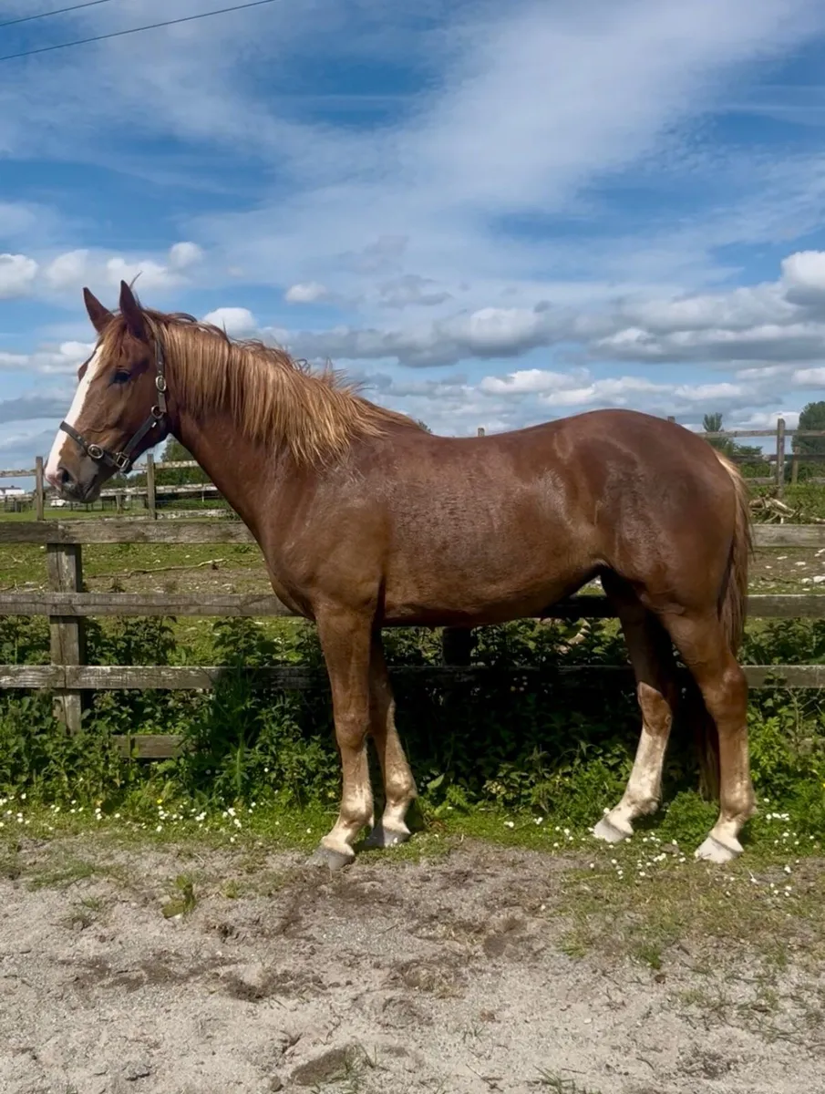 Show quality ID filly - Image 2