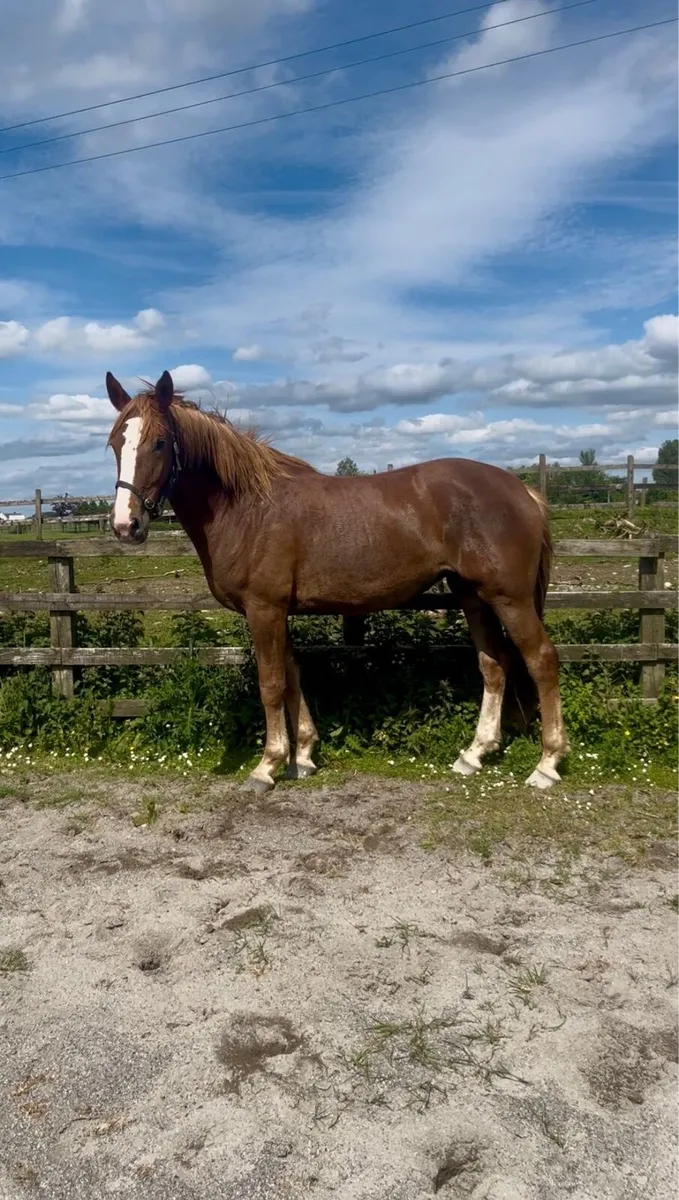 Show quality ID filly - Image 3