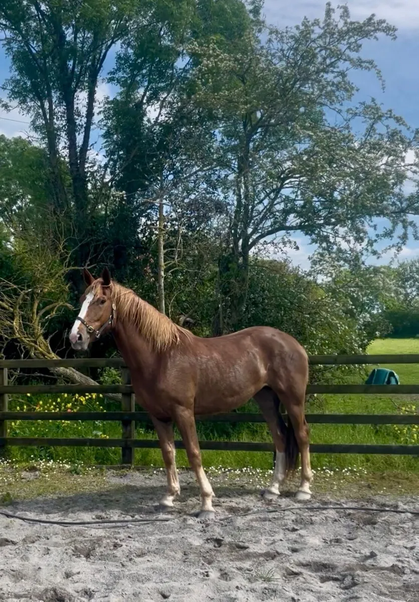 Show quality ID filly - Image 1