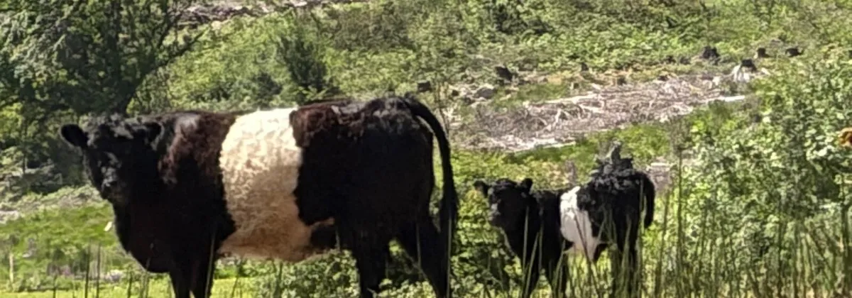 Cow and calf - Image 1