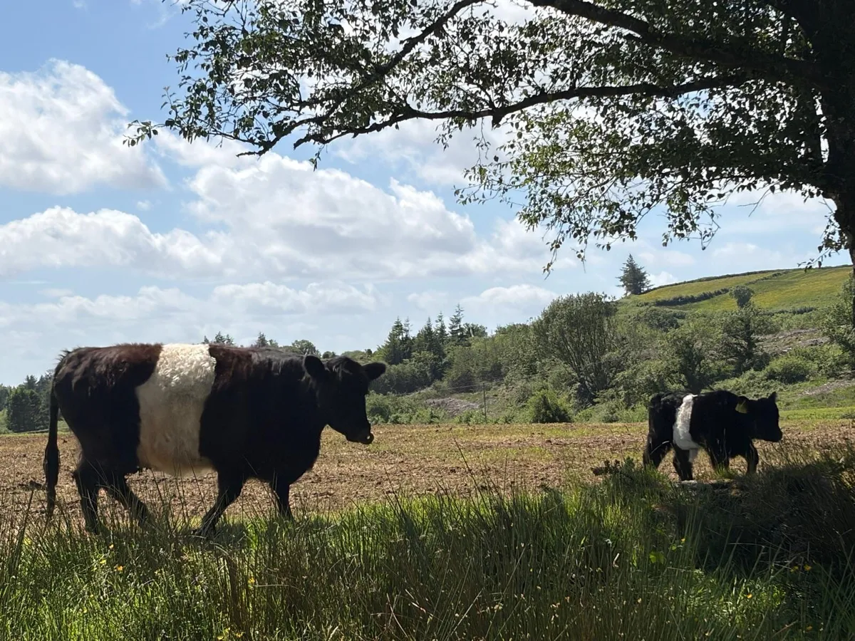 Cow and calf - Image 2