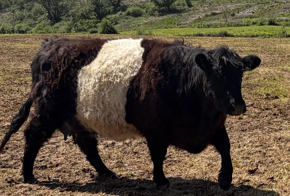 Cow and calf - Image 3