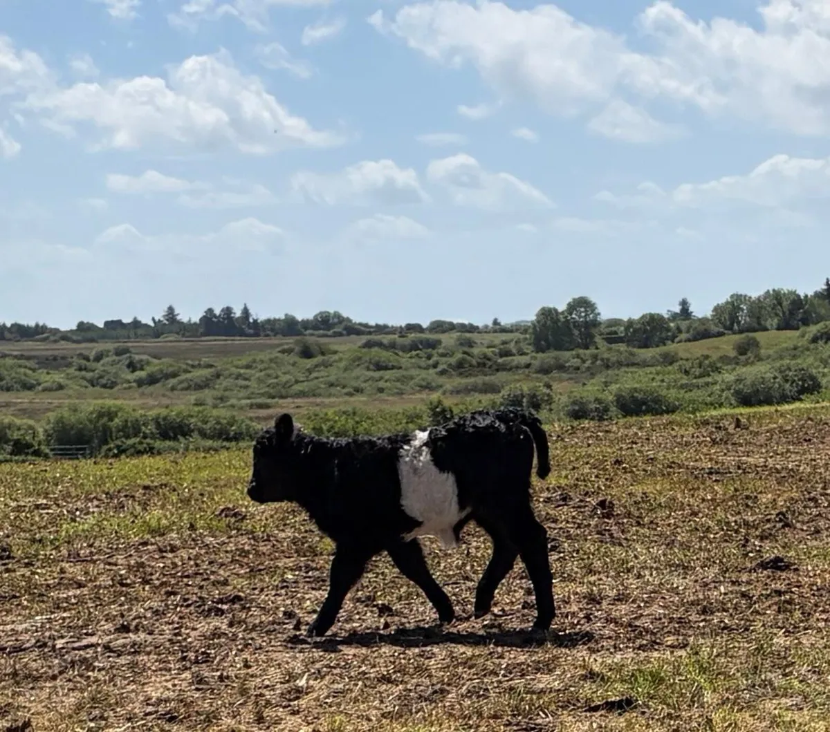 Cow and calf - Image 4