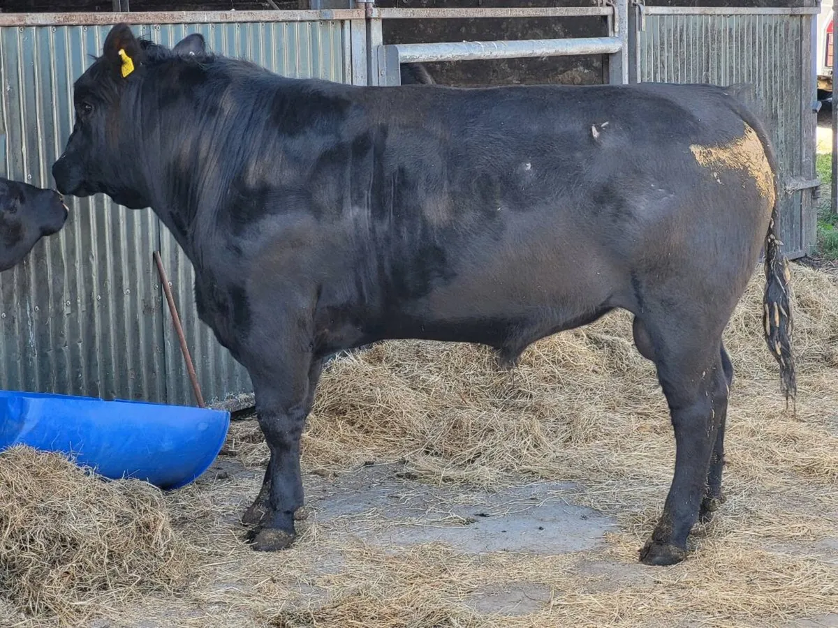 Pbr angus bull - Image 1