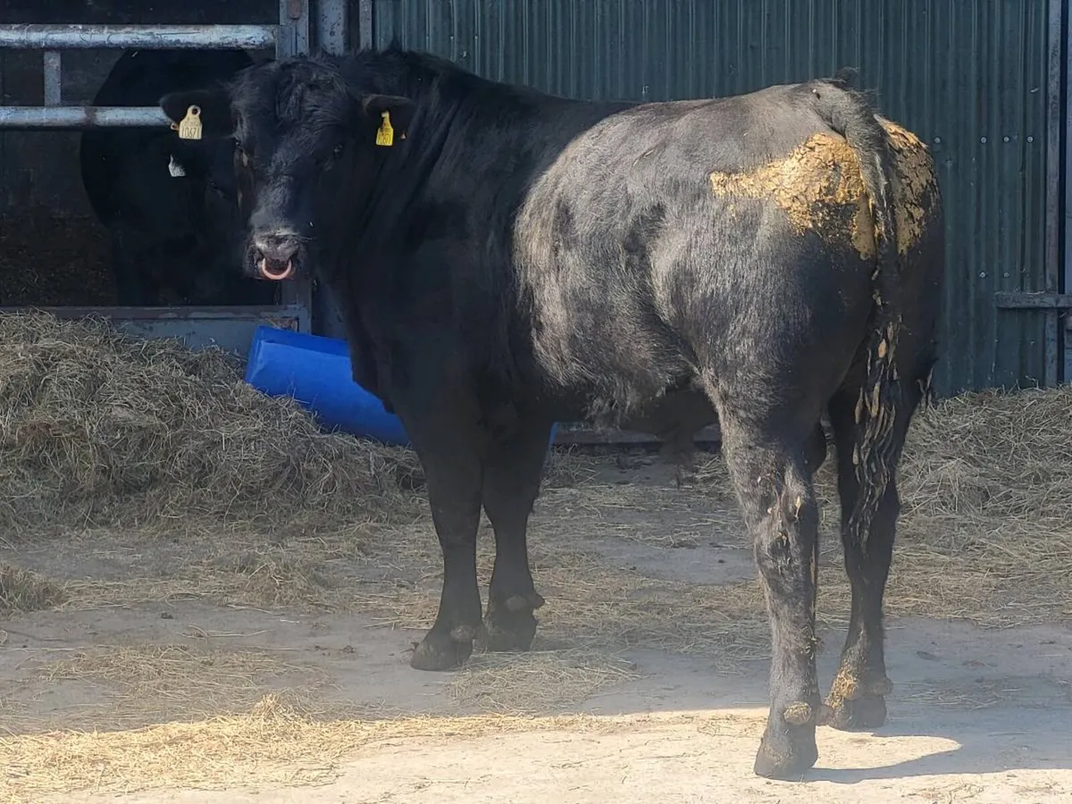 Pbr angus bull - Image 2