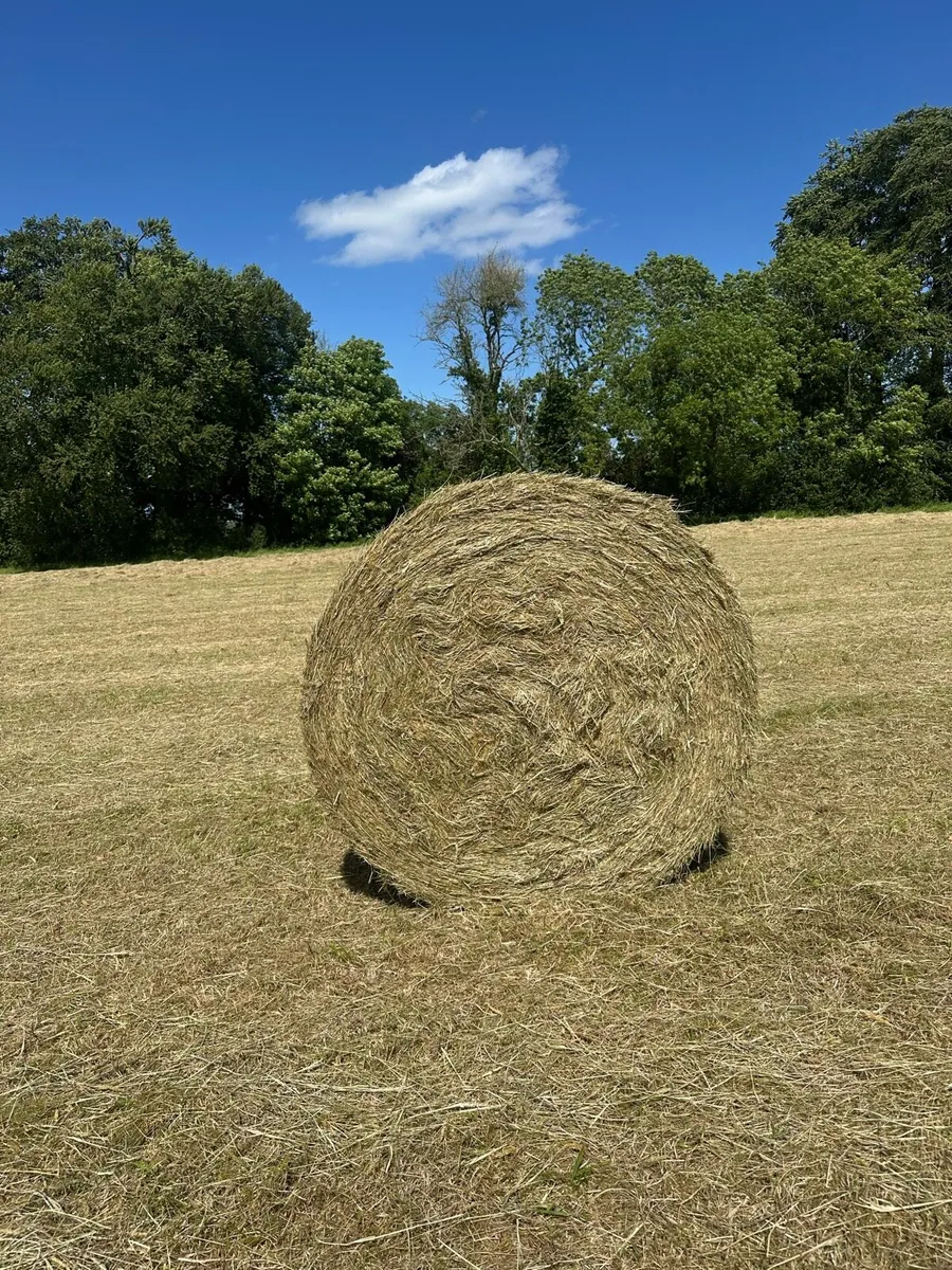 Hay / Delivery available - Image 1