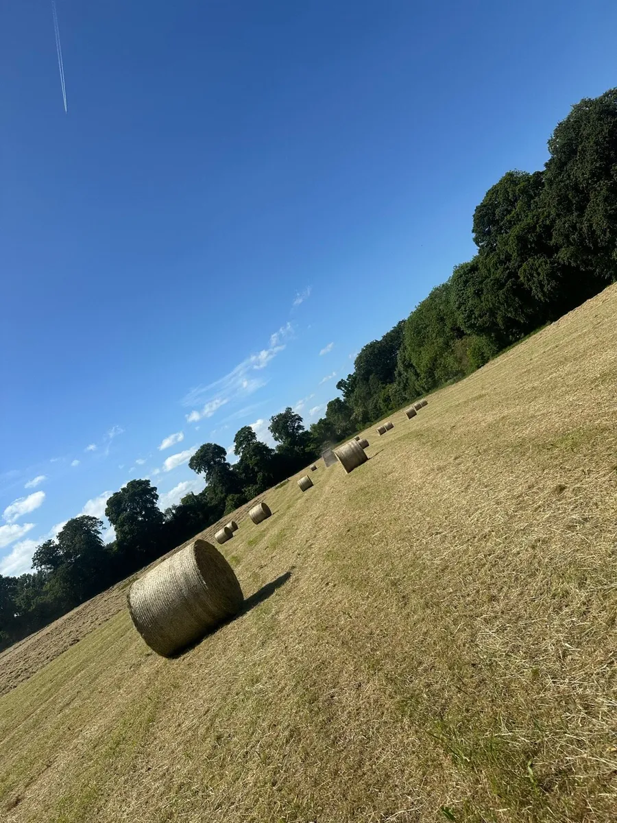 Hay / Delivery available - Image 2
