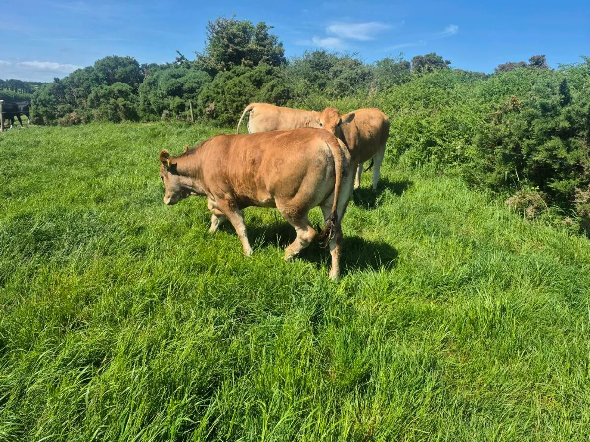 Parthenaise heifers for sale - Image 3