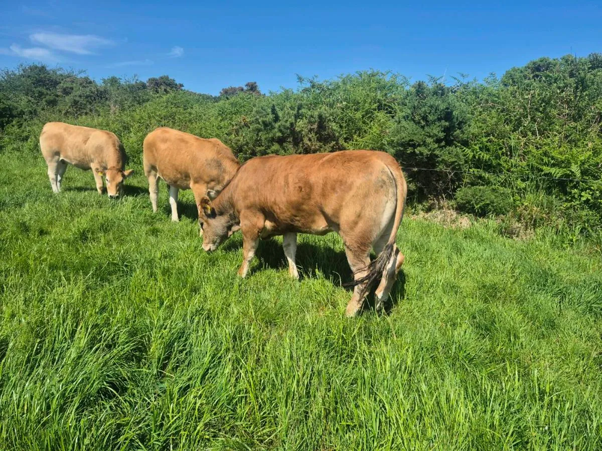 Parthenaise heifers for sale - Image 4