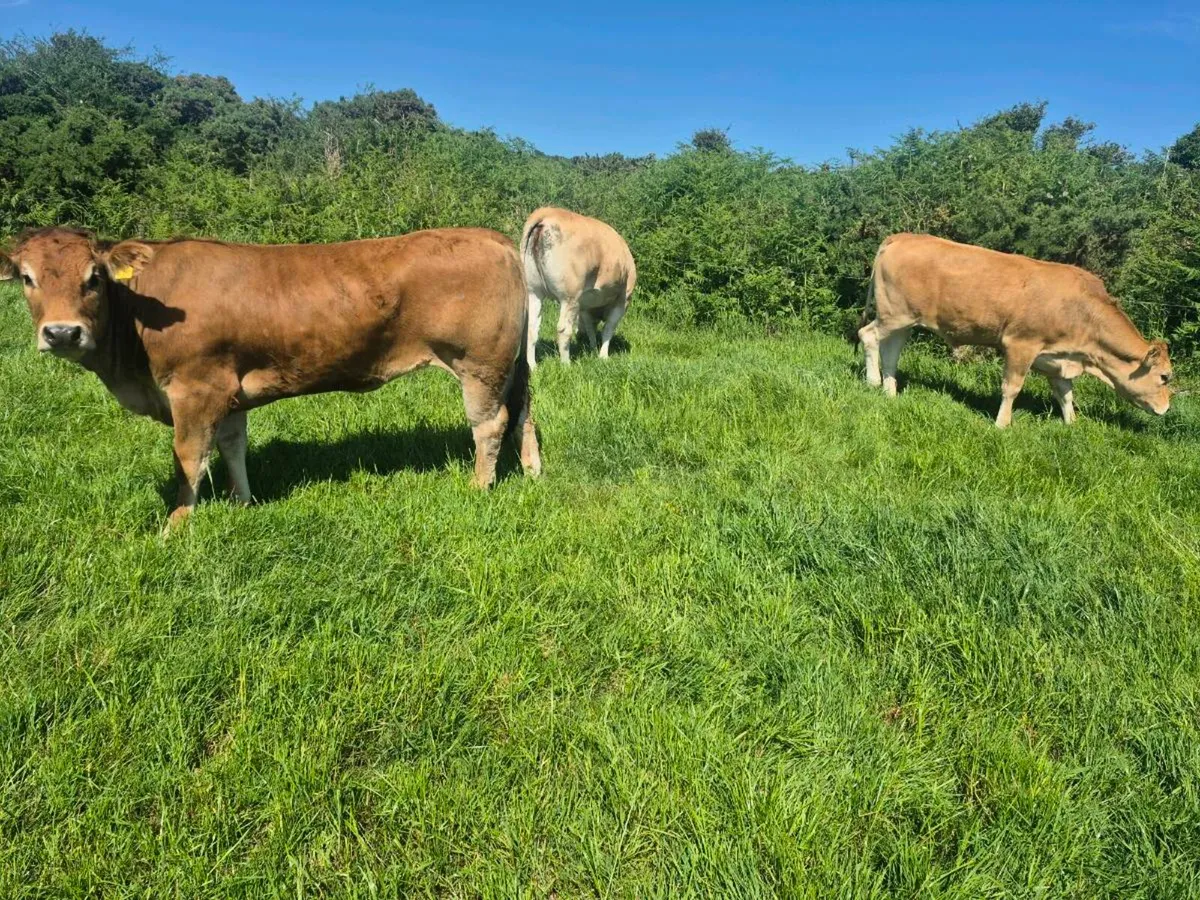 Parthenaise heifers for sale - Image 2