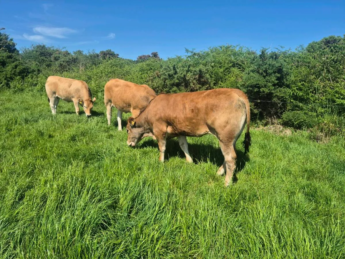Parthenaise heifers for sale - Image 1